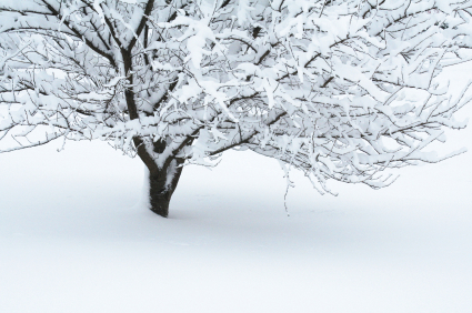 A tree that is not only covered in snow, but the snow around the tree is as high as it's branches.