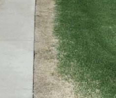 Photo of a sidewalk with dead grass caused by sidewalk salt