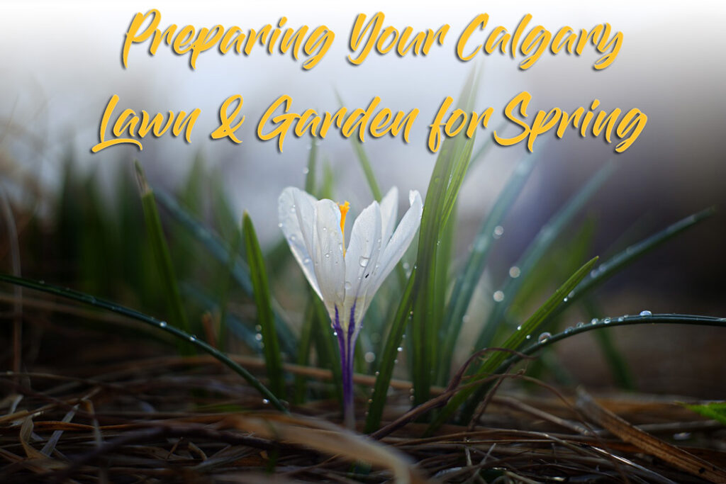 Photo of a crocus flower in spring with overlaid text that reads preparing your Calgary lawn and garden for spring