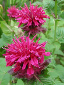 Photo of fuscia coloured Marshall's Delight variety of bee balm, or Monarda, flowers in a Calgary garden.