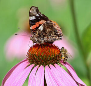 Photo of a butterfly and a bee pollinating an echinacea flower in Calgary