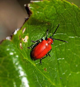 Photo of a red lily beetle on a leaf.