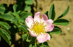 Photo of a pink wild rose in bloom.