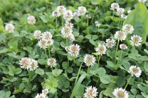 Photo of flowering clover on a Calgary yard.