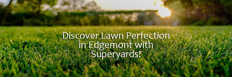 A perfect lawn in Edgemont Calgary.